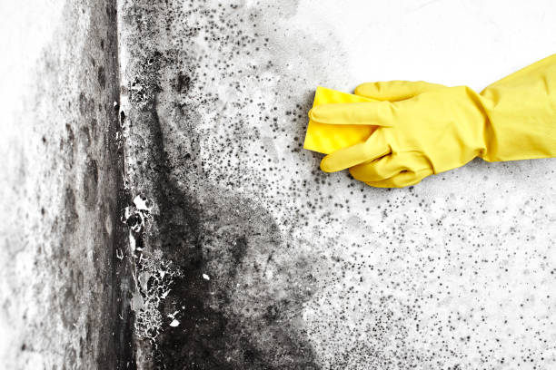 Best Mold Remediation for Healthcare Facilities  in Albion, MI