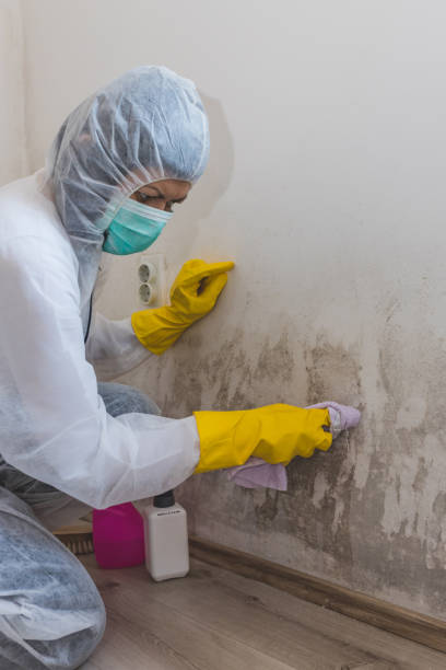 Best Emergency Mold Remediation  in Albion, MI